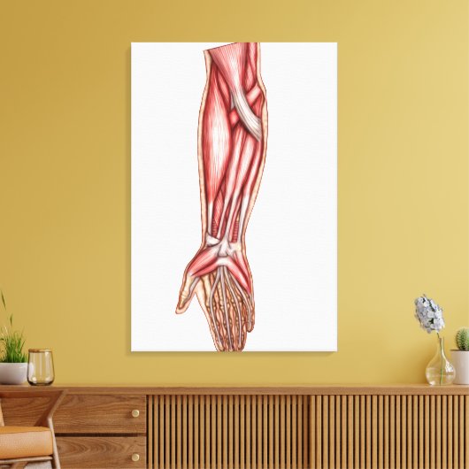 Anatomie van de menselijke moederspieren 2 canvas afdruk (Insitu (Woonkamer))