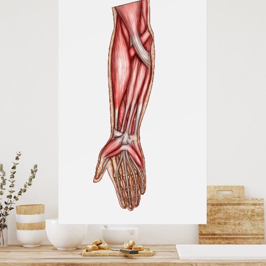 Anatomie van de menselijke moederspieren 2 poster (Keuken)