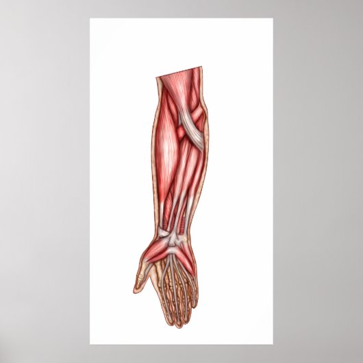 Anatomie van de menselijke moederspieren 2 poster (Voorkant)