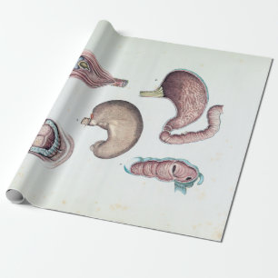  anatomie van de menselijke mond en de mond cadeaupapier