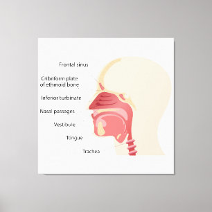 Anatomie van de menselijke neus canvas afdruk