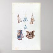 anatomie van de menselijke neus en Sinussen Poster (Voorkant)