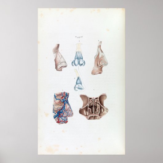 anatomie van de menselijke neus en Sinussen Poster (Voorkant)