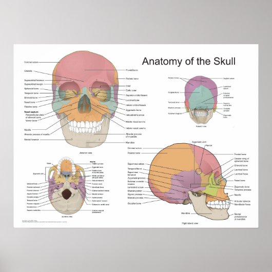 Anatomie van de menselijke schedel 18 X 24 Poster (Voorkant)