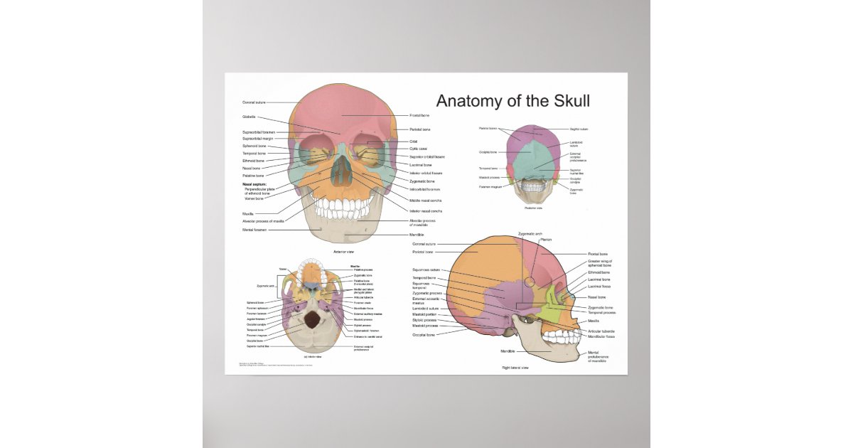 Anatomie van de menselijke schedel 18 X 24 Poster | Zazzle.nl