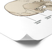 Anatomie van de menselijke schedel 24 x 36 poster (Hoek)