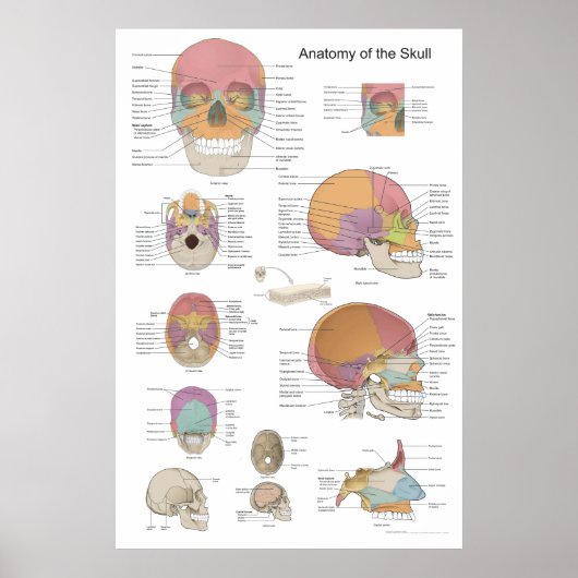 Anatomie van de menselijke schedel 24 x 36 poster (Voorkant)