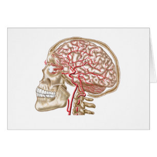 Anatomie van de menselijke schedel, oogbal en slag