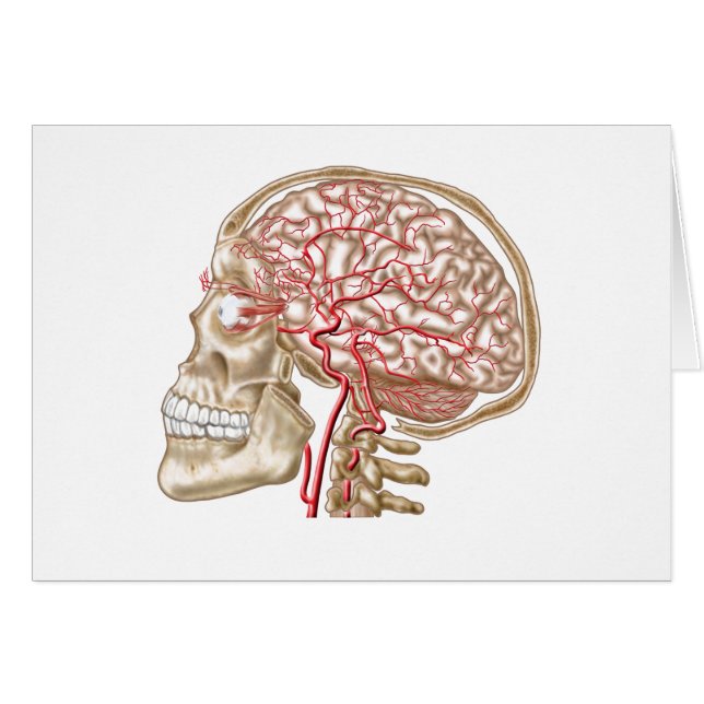 Anatomie van de menselijke schedel, oogbal en slag (Voorkant Horizontaal)