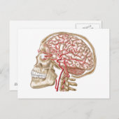 Anatomie van de menselijke schedel, oogbal en slag briefkaart (Voorkant / Achterkant)