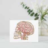 Anatomie van de menselijke schedel, oogbal en slag briefkaart (Staand voorkant)