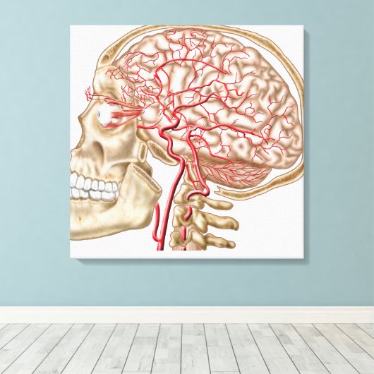 Anatomie van de menselijke schedel, oogbal en slag canvas afdruk (Insitu (Houten vloer))
