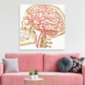 Anatomie van de menselijke schedel, oogbal en slag canvas afdruk (Insitu (Woonkamer))