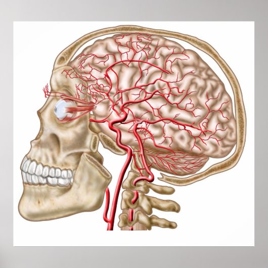 Anatomie van de menselijke schedel, oogbal en slag poster (Voorkant)