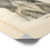 Anatomie van de menselijke spier  Afdrukken Poster (Hoek)