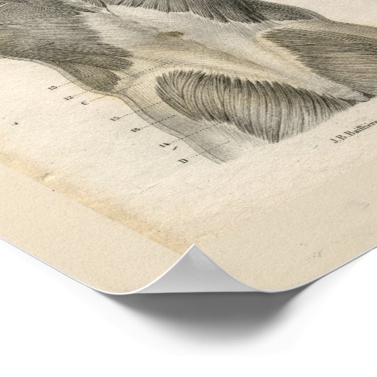 Anatomie van de menselijke spier  Afdrukken Poster (Hoek)