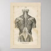 Anatomie van de menselijke spier  Afdrukken Poster (Voorkant)