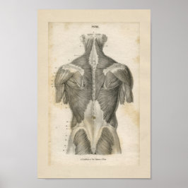 Anatomie van de menselijke spier Afdrukken Poster