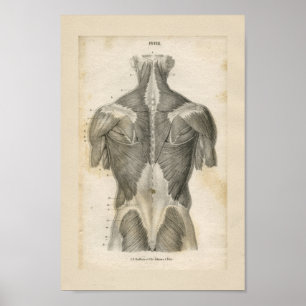Anatomie van de menselijke spier  Afdrukken Poster