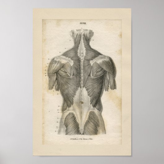 Anatomie van de menselijke spier  Afdrukken Poster (Voorkant)