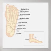 Anatomie van de menselijke voet poster (Voorkant)
