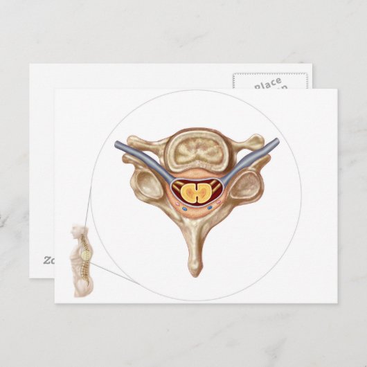Anatomie van de menselijke wervel briefkaart (Voorkant / Achterkant)