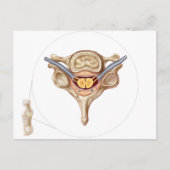 Anatomie van de menselijke wervel briefkaart (Voorkant)