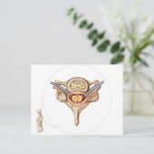 Anatomie van de menselijke wervel briefkaart (Staand voorkant)