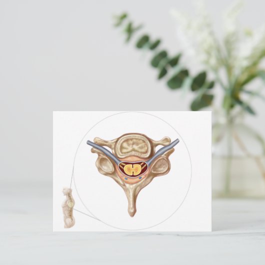 Anatomie van de menselijke wervel briefkaart (Staand voorkant)