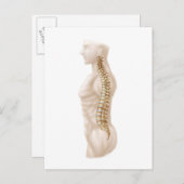 Anatomie van de menselijke wervelkolom, linker zij briefkaart (Voorkant / Achterkant)