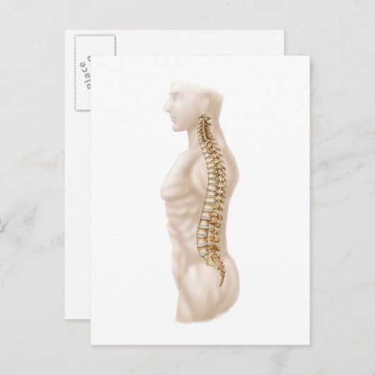 Anatomie van de menselijke wervelkolom, linker zij briefkaart (Voorkant / Achterkant)