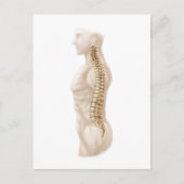 Anatomie van de menselijke wervelkolom, linker zij briefkaart (Voorkant)