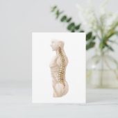 Anatomie van de menselijke wervelkolom, linker zij briefkaart (Staand voorkant)