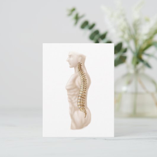 Anatomie van de menselijke wervelkolom, linker zij briefkaart (Staand voorkant)