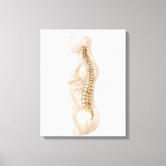 Anatomie van de menselijke wervelkolom, linker zij canvas afdruk (Voorkant)