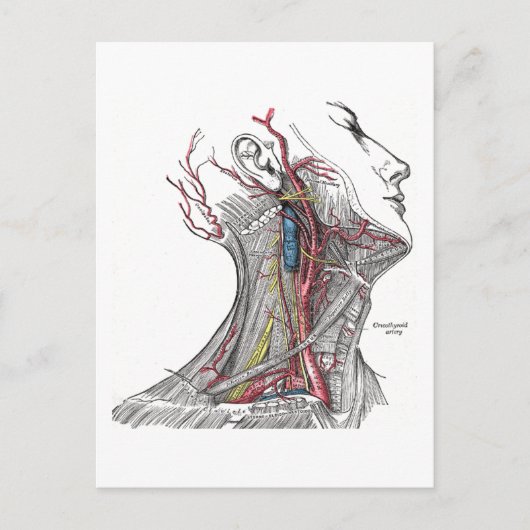 Anatomie van de nek briefkaart (Voorkant)