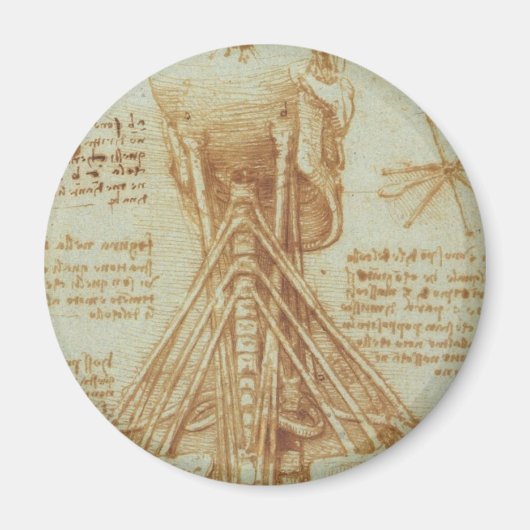 Anatomie van de nek magneet (Voorkant)