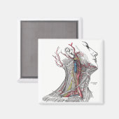 Anatomie van de nek magneet (Voorkant / Achterkant)