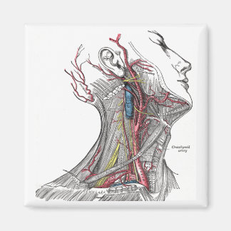 Anatomie van de nek magneet