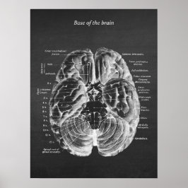 Anatomie van de onderkant van het remblok nr.1 poster