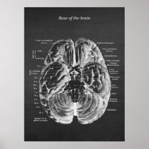 Anatomie van de onderkant van het remblok nr.1 poster