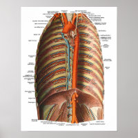 Anatomie van de ribben en Thorax