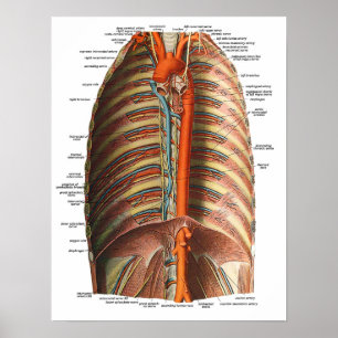 Anatomie van de ribben en Thorax Poster