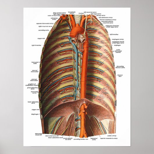 Anatomie van de ribben en Thorax Poster (Voorkant)