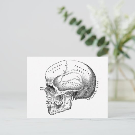 Anatomie van de schedel briefkaart (Staand voorkant)
