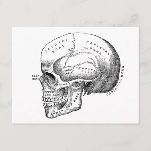 Anatomie van de schedel briefkaart (Voorkant)