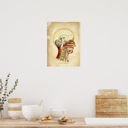 Anatomie van de schedelretrumkaart poster (Keuken)