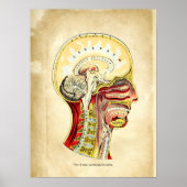 Anatomie van de schedelretrumkaart poster (Voorkant)