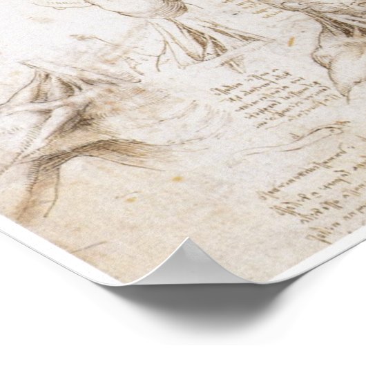Anatomie van de Schouder, Leonardo da Vinci Poster (Hoek)