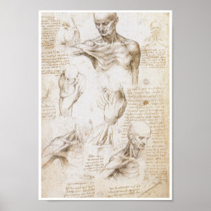 Anatomie van de Schouder, Leonardo da Vinci Poster